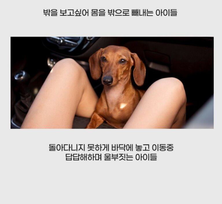 Korean Pet Safety Belt — view 5